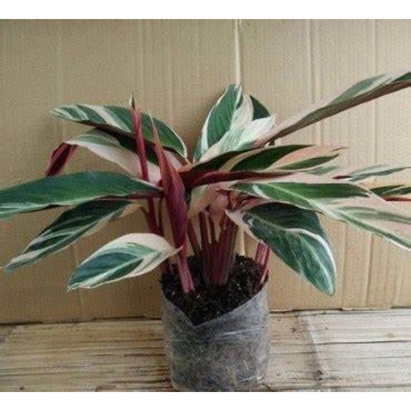 TANAMAN HIAS CALATHEA MULTI COLOUR (MARANTHA BALI)