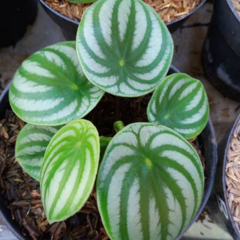 Tanaman hias peperomia melon