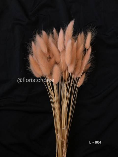 10 batang bunga kering lagurus bunny tail / PRESERVED FLOWER DEKORASI RUSTIC AESTHETIC bunga kering